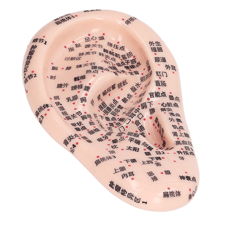 17cm Ear Point Probe 600pcs Auricular Patches Silicone Ear Model