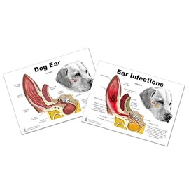 Blue Tree Publishing Dog Ear Infection Chart, Anatomy & Veterinary Physiology Canine 2 sided Charts A4 size - For Vet Nurses And Students