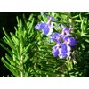 SeedsUA - Seeds Rosemary for Planting Non GMO Heirloom