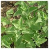 Everwilde Farms - 2000 Catnip Herb Seeds - Gold Vault