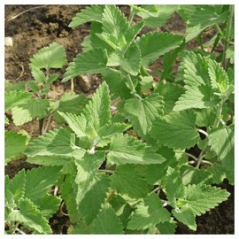 Everwilde Farms - 2000 Catnip Herb Seeds - Gold Vault Jumbo Seed Packet