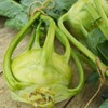Early White Vienna Kohlrabi - 150 Seeds