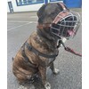 Strong Metal Wire Basket Dog Muzzle for Bully XL, American