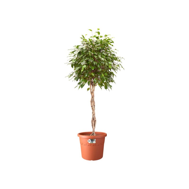 Elho Algarve Cilindro 25 - Flowerpot - Terra - Outdoor