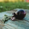 Mitoyo Japanese Eggplant - 25 Seeds - Rare Asian Eggplant