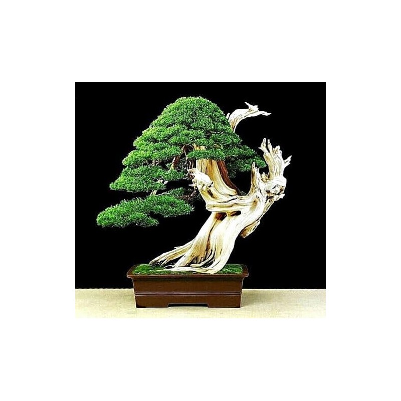 10 Seeds Bristlecone Pine Seeds | Pinus aristata Oldest Living