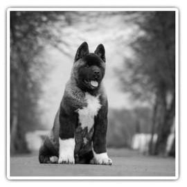 Square Stickers (Set of 2) 10cm BW - Large American Akita Puppy Dog Laptop Tablet Luggage Scrapbook #36628