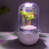 Ronjregan Smart Planter with Timer and Fan, Small Terrarium Kit