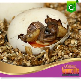 Coarse Vermiculite - Made in USA for All Indoor/Outdoor Plants & Flower Gardens - Horticultural Soil Amendment Additive Conditioner Grow Media for Hydroponics, Mushroom Cultivation and more!