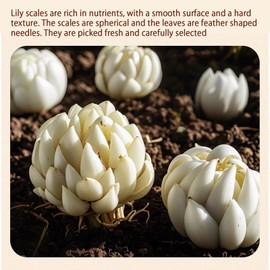 Dried Lily Bulb Lily Bulbs Bai He 10.6oz/300g (150g*2) Boil Soup and Congee Health Chinese Herbal Tea Add to breakfast Oatmeal Congee Sulfur Free No Addition 百合 百合干 龙牙百合 银耳莲子百合羹