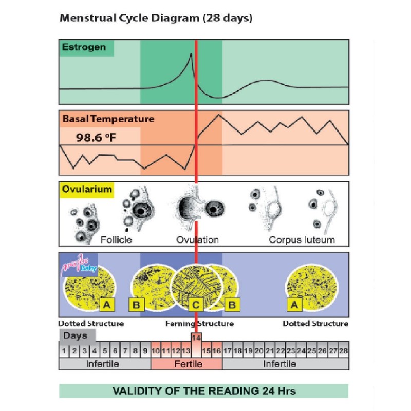 Maybe Baby Saliva Ovulation Test Fertility Microscope Testing Kit
