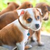 jiebor 24Pcs Tiny Kitten Collar Puppy Whelping Collars with 24Pcs