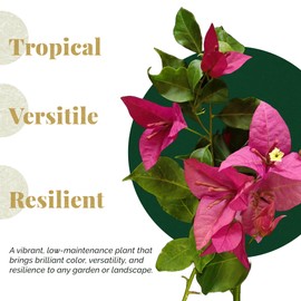 3 Barbara Karst Bougainvillea, Live Plants – Thriving in 2.5” Nursery Cubes – Stunning Red-Magenta Blooms, Versatile as a Vine or Shrub