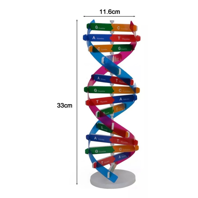 Deluxe Modelo 3d Adn Educativo Moléculas Niños Doble Helice