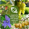 shallyong Plant Support Clips, 300 Pieces Growth Support Clips, Plant