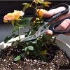 CANARY Japanese Garden Scissors Heavy Duty Offset Trimming Snips for
