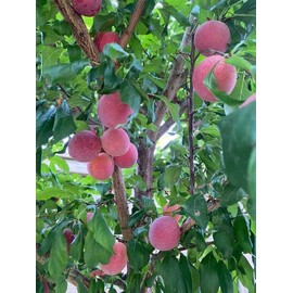 Tree Sweet  Pluerry scions/cutting