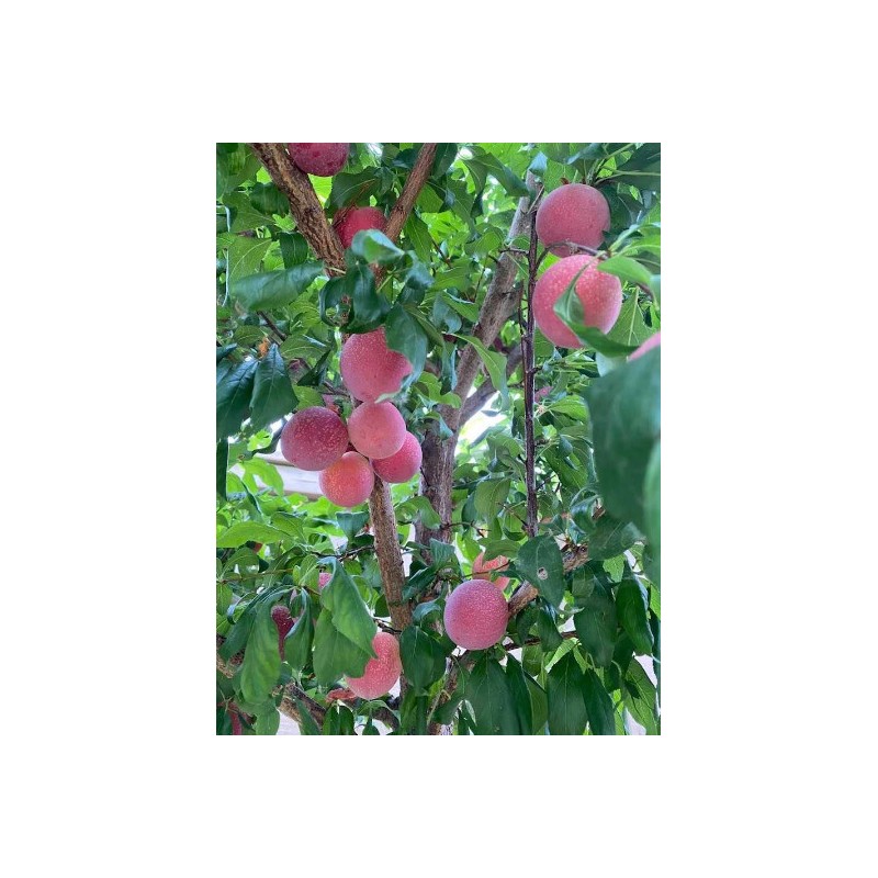 Tree Sweet Pluerry scions/cutting