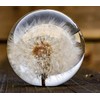 Dynasty Gallery FloraCulture Paperweight Dandelion