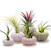 5 Pack Mini Sea Urchin Shell Hanging Pot- Decorative Hanging