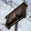 Relaxdays Bat Box, Shelter for Bats, H x W x