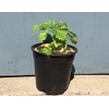 20cm Mulch Mats Made of Recycled Coffee Sacks - Pack