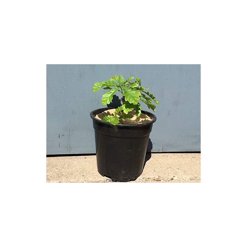 20cm Mulch Mats Made of Recycled Coffee Sacks - Pack