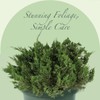 American Plant Exchange Live Parsoni Juniper – 10-Inch Pot –