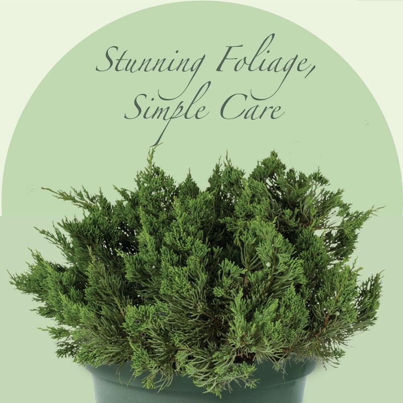 American Plant Exchange Live Parsoni Juniper – 10-Inch Pot –