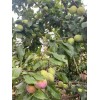 Tree Grenade Pluot scions/cutting