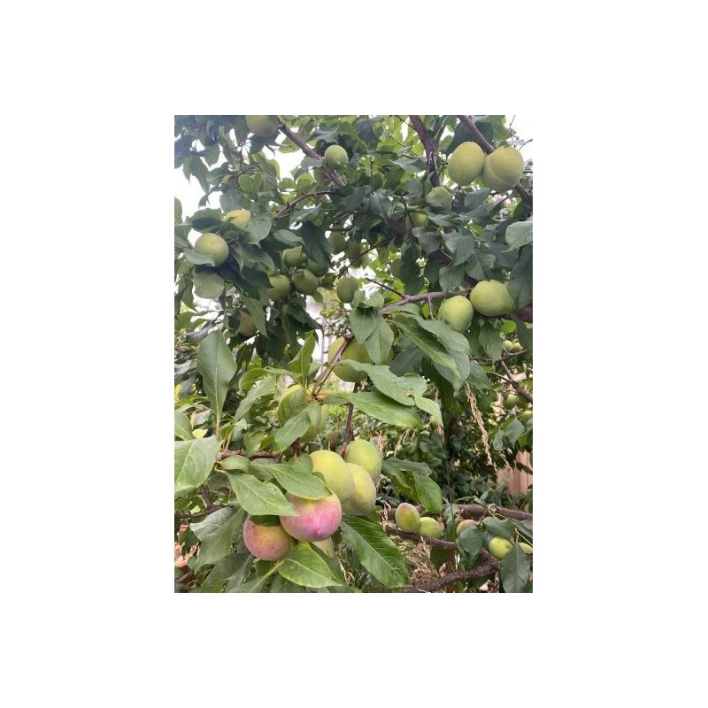 Tree Grenade Pluot scions/cutting