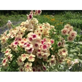 40+   PHLOX CHERRY CARAMEL Fragrant  Perennial Heirloom Flower Seeds