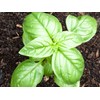 Giant Basil about 100 Seeds for Planting Non-GMO
