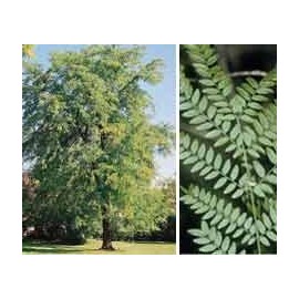 Gleditsia triacanthos: Honeylocust Seeds