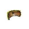 Java Moss on Coconut Shell Driftwood Bridge Live Aquatic Plant