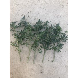 Rue 5pcs Fresh Common Rue Cutting Ruta graveolens Herb of Grace Ready To Plant