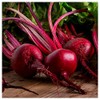 Everwilde Farms - 1 Lb Ruby Queen Beet Seeds -