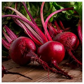 Everwilde Farms - 1 Lb Ruby Queen Beet Seeds - Gold Vault