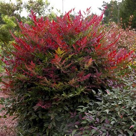 Blooming & Beautiful - Obsession Nandina - 3 gal - Southern Living - Evergreen Shrub - Red Colored Foliage - Compact Growing - Zones 6-10 - Nandina domestica 'Seika' PP21891-3 Gallon Pot