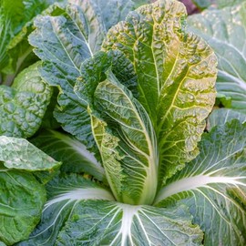 Bok Choy Seeds for Planting, Non-GMO, Heirloom Vegetable Variety, 1000 Seeds Great for Summer, Spring, Fall and Winter Gardens