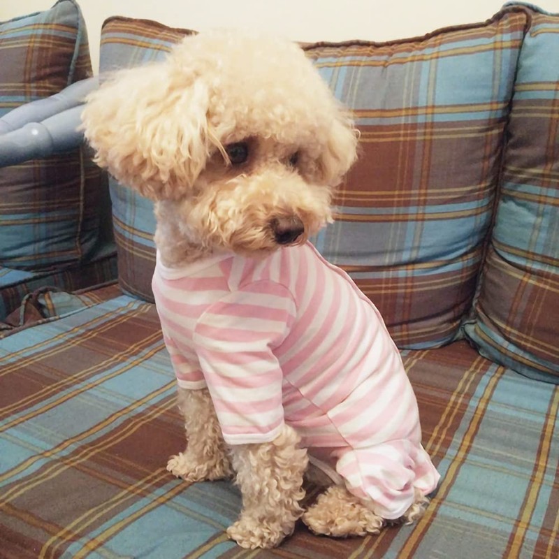 Dog’s Recovery Suit Post Surgery Shirt for Puppy, Full Coverage