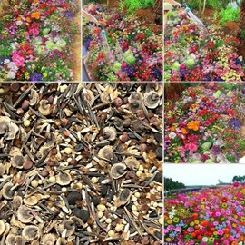 Nygardenia Seasonal Enchantment Garden - 200pcs Mixed Perennial Flower Seeds Collection