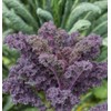 500 Scarlet Kale Seeds for Planting Heirloom Non GMO 2+