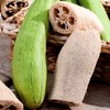 Gourd Luffa 15 Seeds + Freebie + Plant tag Vegetable Sponge