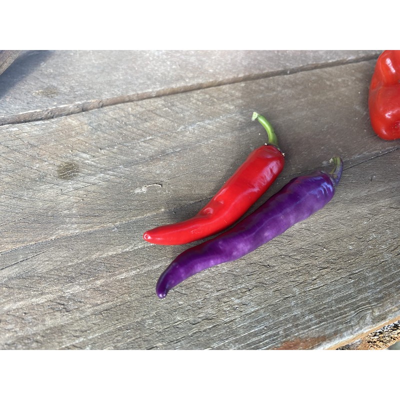 Buena Mulata Spicy Purple Pepper Premium Seeds for Planting Packet