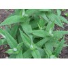 EdenWilds Boneset Wildflower 50+ Seeds ~ Native ~Eupatorium perfoliatum *Free