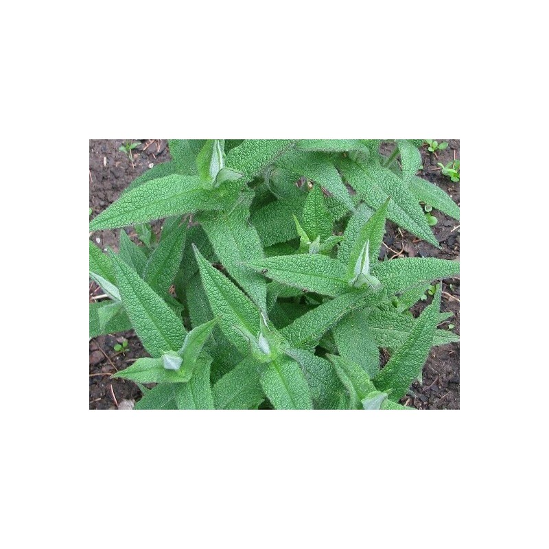 EdenWilds Boneset Wildflower 50+ Seeds ~ Native ~Eupatorium perfoliatum *Free