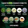 Catchmaster Double-Sided Sticky Traps for Pest Control - 72 Pack