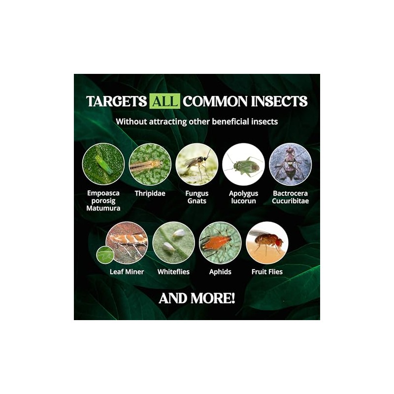 Catchmaster Double-Sided Sticky Traps for Pest Control - 72 Pack