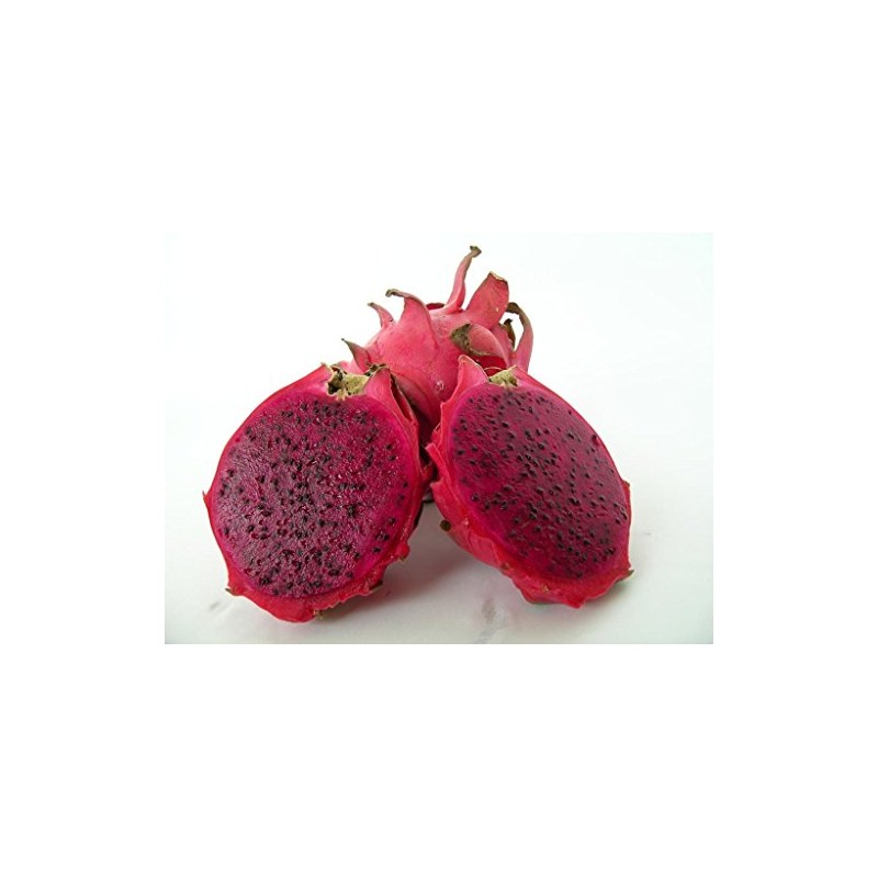 Red Dragon Fruit Live Plant Easy Growing Juicy Sweet